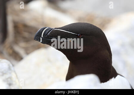 Razorbill (Alca torda), il ritratto di un adulto, farne isole, Northumbria, Inghilterra, Regno Unito. Foto Stock