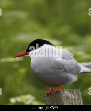 Arctic Tern (sterna paradisaea), adulto in piedi su un post, farne isole, Northumbria, Inghilterra, Regno Unito. Foto Stock