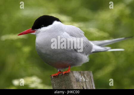 Arctic Tern (sterna paradisaea), adulto in piedi su un post, farne isole, Northumbria, Inghilterra, Regno Unito. Foto Stock