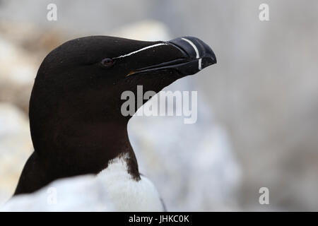 Razorbill (Alca torda), il ritratto di un adulto, farne isole, Northumbria, Inghilterra, Regno Unito. Foto Stock