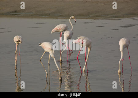 Ras Al Khor Wildlife Sanctuary, Dubai, UAE Foto Stock