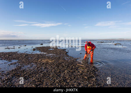 Il Cockle Raccoglitrice in Gower Foto Stock