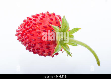 Rosso fragole selvatiche isolato su bianco. Studio shoot. Foto Stock