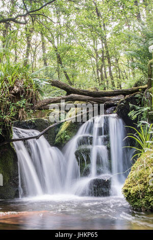 Una piccola cascata nel cuore di una foresta di Dartmoor Foto Stock