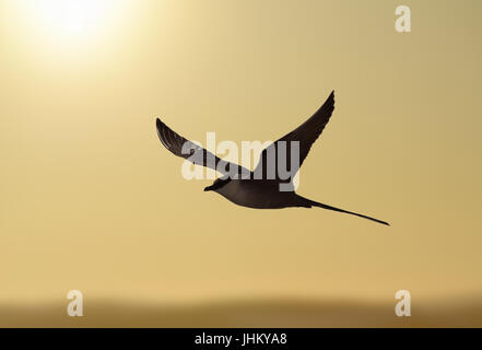 Long-tailed Skua - Stercorarius longicaudus Foto Stock