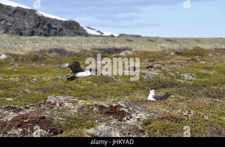 Arctic Skua - Stercorarius parasiticus Foto Stock