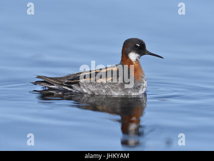 Rosso Colli - Phalarope Phalaropus lobatus Foto Stock