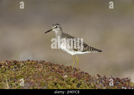 Wood Sandpiper - Tringa glareola Foto Stock