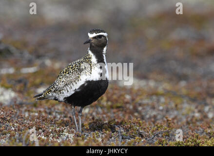 Golden Plover - Pluvialis apricaria Foto Stock