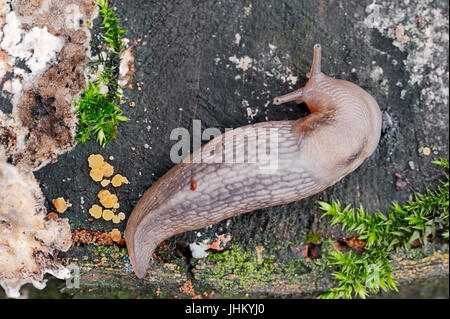 Tree Slug, Renania settentrionale-Vestfalia, Germania / (Lehmannia marginata) | Baumschnegel, Nordrhein-Westfalen, Deutschland / (Lehmannia marginata) Foto Stock