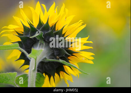 Girasole, Renania settentrionale-Vestfalia, Germania / (Helianthus annuus) | Sonnenblume / (Helianthus annuus) Foto Stock