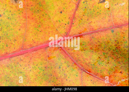 In quercia rossa Americana, leaf dettaglio in autunno, Paesi Bassi / (Quercus rubra) / Champion quercia in quercia rossa Americana | Roteiche, Blattdetail im Herbst, Niederlande Foto Stock