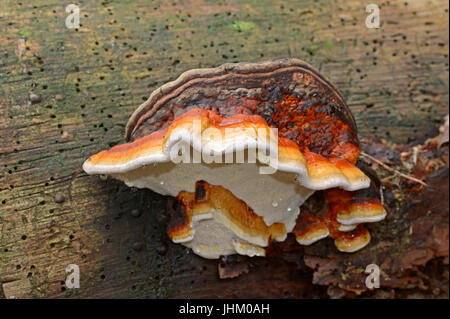 Rosso Polypore nastrati, Paesi Bassi / (Fomitopsis pinicola) / Marrone friabile Rot, Nastro Rosso fungo rosso-belted fungo Foto Stock