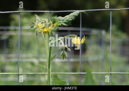 Brandywine cimelio di fiori di pomodoro Foto Stock