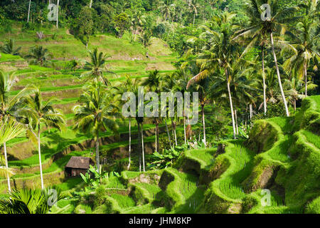 Bellissime terrazze di riso nella luce del mattino, Ubud, Bali, Indonesia. Foto Stock