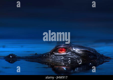 Un giovane alligator impara a difendersi da sé in Everglades della Florida. Madre alligatori custodirà i loro giovani per circa un anno o più. Foto Stock