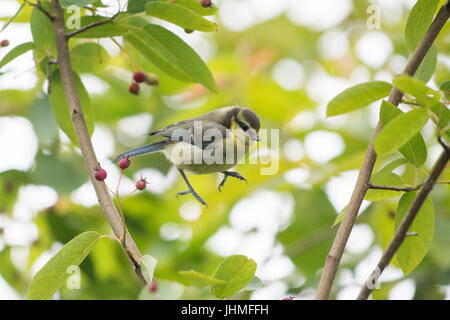 Stirlingshire, Scotland, Regno Unito - 14 Luglio 2017: Regno Unito - previsioni del tempo - un giovane bluetit catturati a metà in aria come si salta da un ramo all'altro in un giardino Amelanchier tree cercando insetti su un grigio giorno nuvoloso, davanti delle previsioni di pioggia Foto Stock