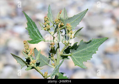 Spear-lasciava Orache Atriplex prostrata Foto Stock