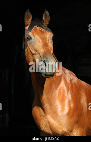 Il tedesco Warmblood cavallo (Equus caballus ferus). Ritratto di una baia a cavallo in scuro dello sfondo stabile Foto Stock