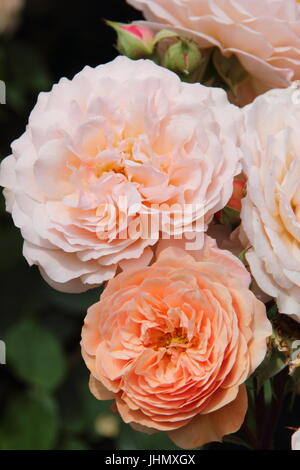 Rosa "grazia", (Auskeppy), un molto profumato albicocca rosa ad arbusto in piena fioritura su un giardino inglese in estate - un premio di merito da giardino Foto Stock