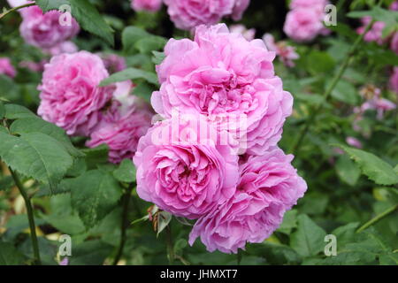 Rosa 'LOUISE ODIER' riccamente profumati e di Borbone, rosa antico è in piena fioritura al confine di un giardino inglese in estate Foto Stock