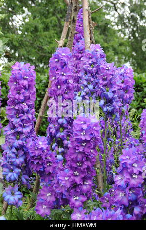 Delphinium " Giotto' piante supportato da un wigwam, in piena fioritura in un giardino inglese confine in estate Foto Stock