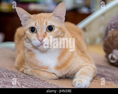 Lo zenzero Fat Cat sul letto Foto Stock