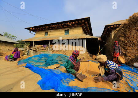 Gli agricoltori sono di misura risone raccolto nella parte anteriore di una tradizionale casa rurale nel Nachole upazila di Chapainawabganj, Bangladesh Foto Stock