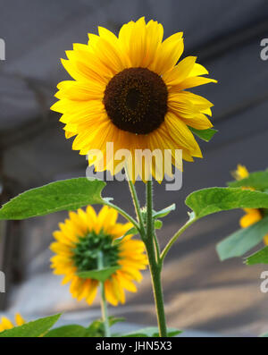 Impostazione sole illumina i petali di girasoli Foto Stock