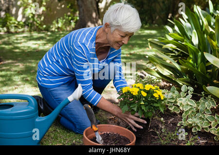 Sorridente donna senior piantare fiori gialli a backyard Foto Stock