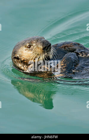 Sea Otter (Enhydra lutris) oziare e preening dopo la poppata, Morro Bay, CALIFORNIA, STATI UNITI D'AMERICA Foto Stock
