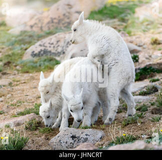 "Guardare al di sotto!' Baby capre di montagna provare la loro nuova palestra di roccia abilità. Foto Stock