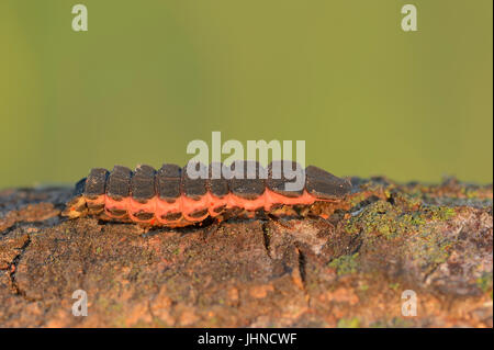 Bagliore comune-worm, larva, Provenza, Francia meridionale / (Lampyris noctiluca) | Grosser Leuchtkaefer, Larve / (Lampyris noctiluca) Foto Stock