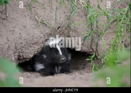 Giovani Skunk a strisce / (Mephitis mephitis) | Streifenskunk, Jungtier / (Mephitis mephitis) Foto Stock
