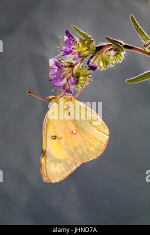 Un offuscato la farfalla di zolfo, Colias philodice eriphyle, su un millefiori. Foto Stock
