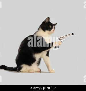 Il gatto domestico, tuxedo in bianco e nero, seduto e in possesso di una pistola nella sua zampe Foto Stock