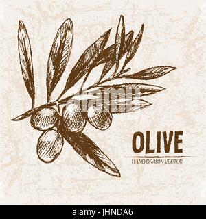 Vettore digitale disegni dettagliati di olive e di olio disegnati a mano retrò illustrazione insieme di raccolta, forno stufa. Artistico sottile Matita contorno. Vintage fla di inchiostro Illustrazione Vettoriale