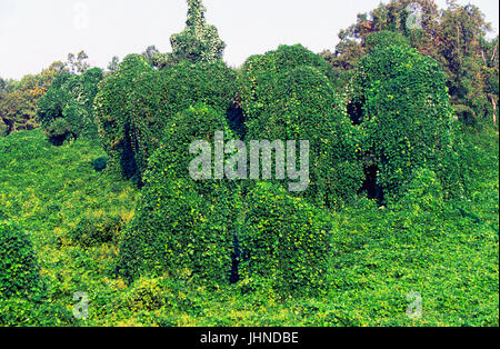 Kudzu vitigni, una specie invasive e noto anche come "piede una notte', coveres un bosco di latifoglie, vicino alla città di Oxford, Mississippi Foto Stock