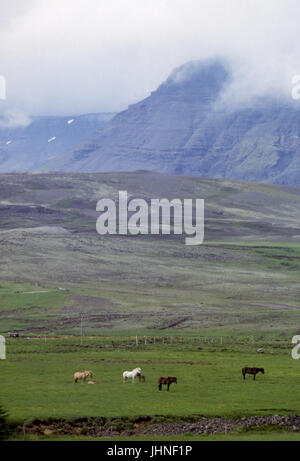 In Islanda il pascolo islandese di Russ nel paesaggio 2007 Foto Stock