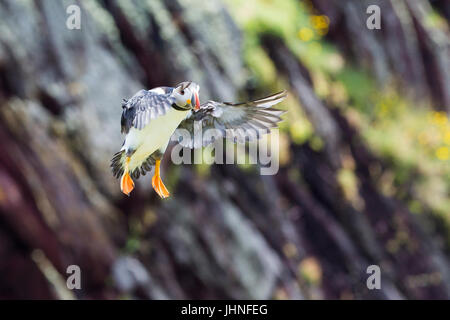 Atlantic Puffin (Fratercula arctica) lo sbarco, Skokholm Island, Pembrokeshire, Wales, Regno Unito Foto Stock