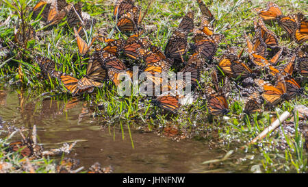 Farfalle monarca acqua potabile nel Michoacan, Messico Foto Stock