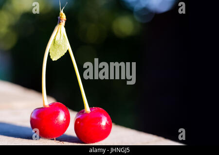 Due materie di ciliege dolci su un vecchio sfondo di legno con una copia spazio vuoto per il testo Foto Stock