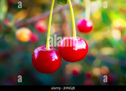 Ciliegio dolce di bacche rosse sul ramo di un albero vicino. Messa a fuoco selettiva Foto Stock