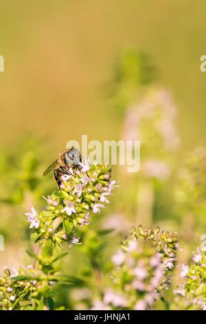 Foto verticale di ape singola che si erge sul fiore nel giardino. L insetto si siede sul verde pianta di timo con una bella piccola rosa fiorisce. Il bug di colle Foto Stock