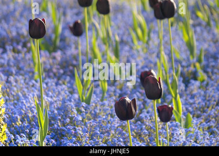 Tulipani nero e Dimenticare me not a Carlisle Park, Morpeth Foto Stock