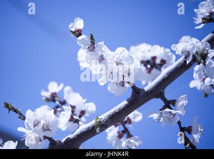 La molla fiori di ciliegio nella valle di Hunza in Pakistan Foto Stock