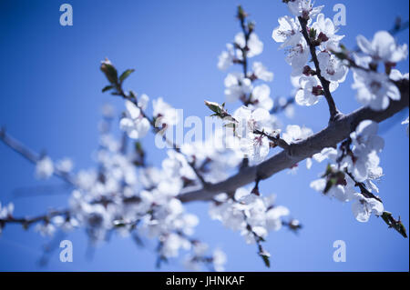 La molla fiori di ciliegio nella valle di Hunza in Pakistan Foto Stock