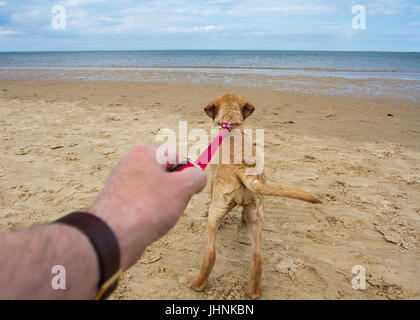 Un punto di vista immagine di un giallo labrador retriever cane tirando il disco sul suo guinzaglio in una spiaggia e tirando il suo proprietario verso il mare. Foto Stock