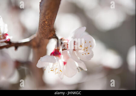 La molla fiori di ciliegio nella valle di Hunza in Pakistan Foto Stock