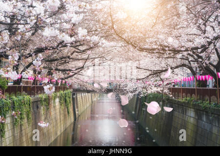 Fiore di Ciliegio rivestito Meguro Canal a Tokyo in Giappone. Primavera in aprile a Tokyo in Giappone. Foto Stock